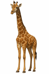 Giraff 3d Giraff 3d